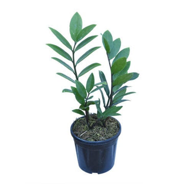 Zamioculas Zamiifolia “ZZ plant”