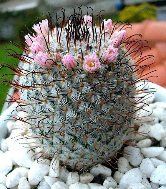 Mammillaria bombycina, Majestic Rare Cactus
