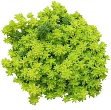 Sedum Angelina