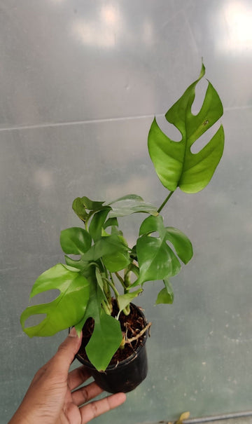 Monstera Minima