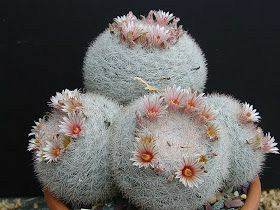 Mammillaria Candida, Majestic Rare Cactus
