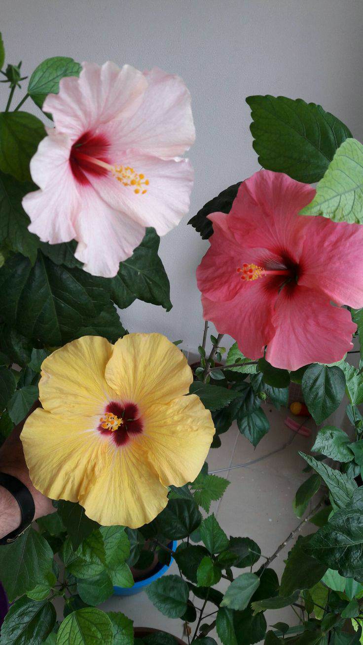 Hibiscus Set of 2 Different Color Plant, China Rose, Bloom Beauty