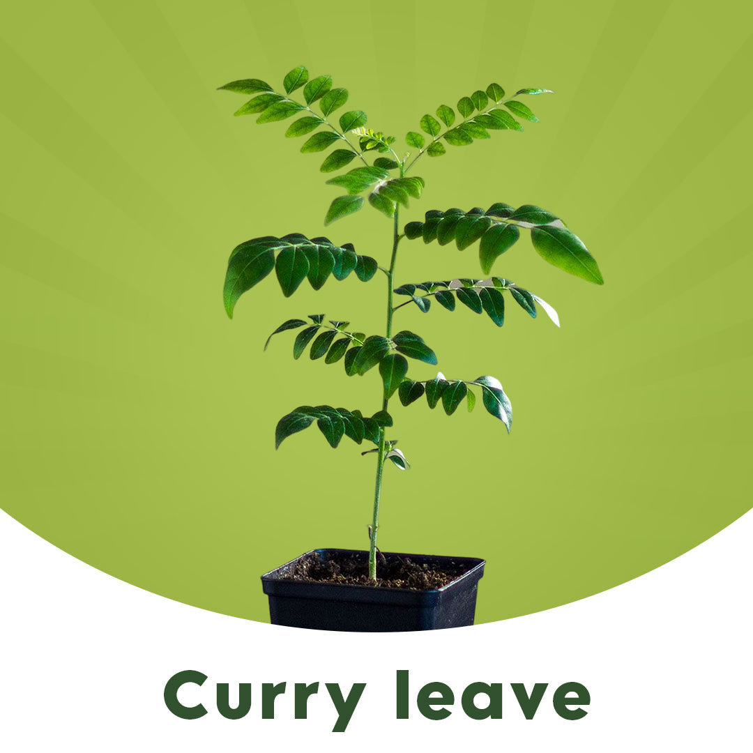 Curry Leaves Plant curry-leaves-plant
