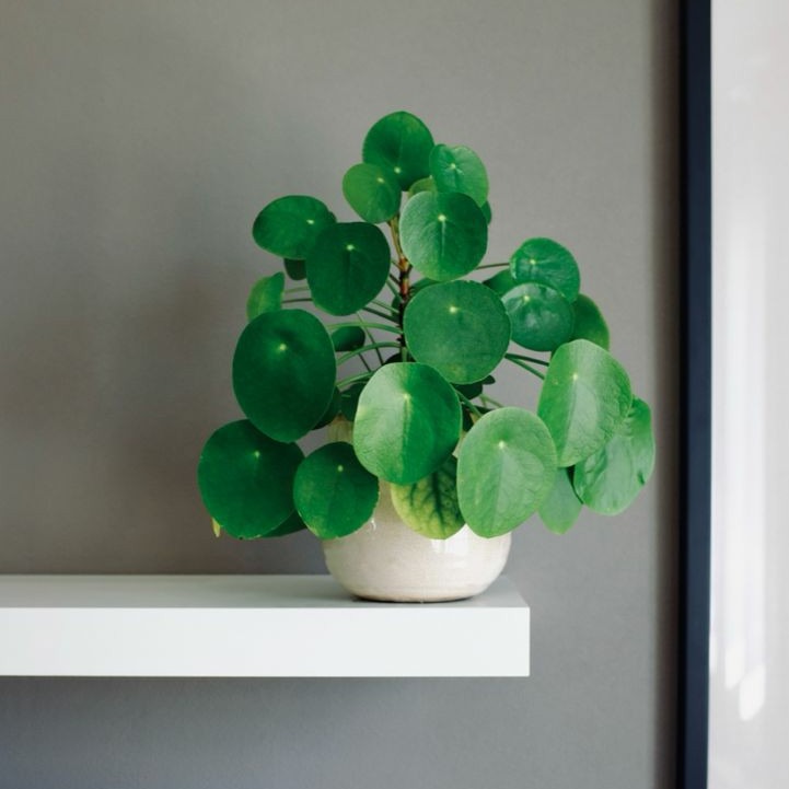 Pilea Peperomioides Plant