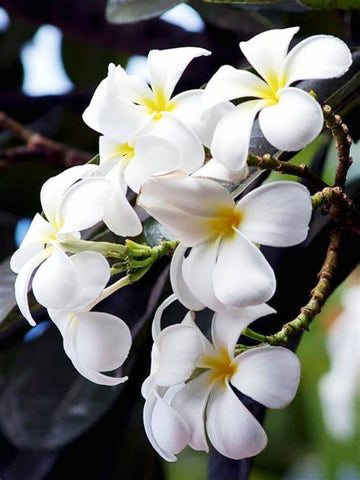 Plumeria Fragrant Flower Tree