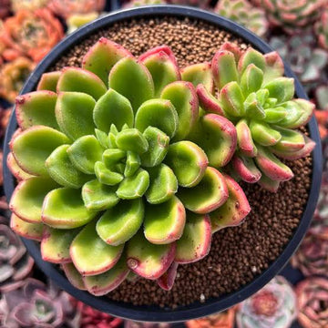 Sedeveria Rolly Orange / Endearing Succulents