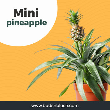 Miniature Ornamental Pineapple Pot Plant, Best For Indoor Fruit Plant