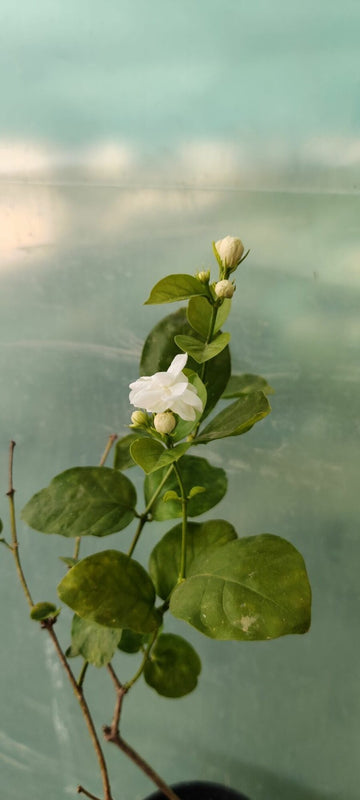 Butt Mogra Plant, Fragrant Flowering Variety for Your Garden