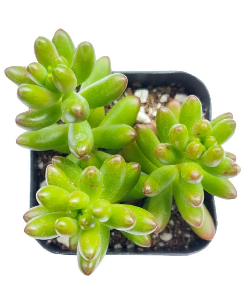 pork and beans succulent plant Sedum Rubrotinctum