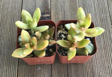 Golden Sedum Adolphii